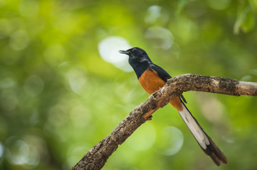 White-rumped Shama, Copsychus malabaricus