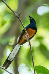 White-rumped Shama, Copsychus malabaricus