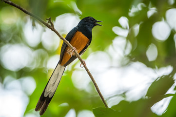 White-rumped Shama, Copsychus malabaricus