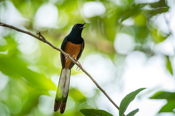 White-rumped Shama, Copsychus malabaricus