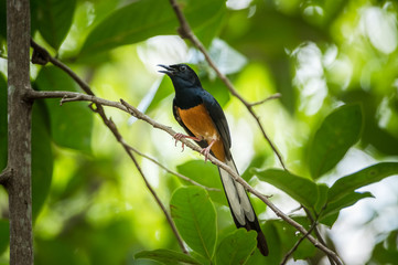 White-rumped Shama, Copsychus malabaricus