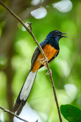 White-rumped Shama, Copsychus malabaricus