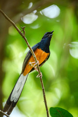 White-rumped Shama, Copsychus malabaricus