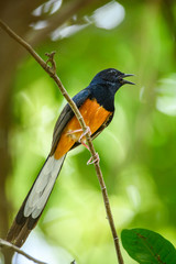 White-rumped Shama, Copsychus malabaricus