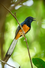 White-rumped Shama, Copsychus malabaricus