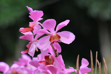 closeup Vanda Douglas Orchid is typical purple Borneo forest orchid, purple orchid ornamental plant 