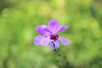 closeup Vanda Douglas Orchid is typical purple Borneo forest orchid, purple orchid ornamental plant 
