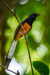White-rumped Shama, Copsychus malabaricus
