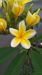 Bunga Kamboja warna kuning - Plumeria Flower blossom in the morning