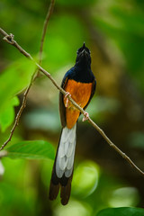 White-rumped Shama, Copsychus malabaricus