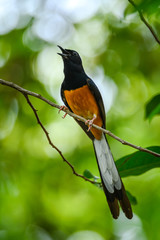 White-rumped Shama, Copsychus malabaricus