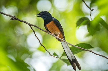 White-rumped Shama, Copsychus malabaricus
