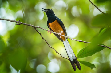 White-rumped Shama, Copsychus malabaricus