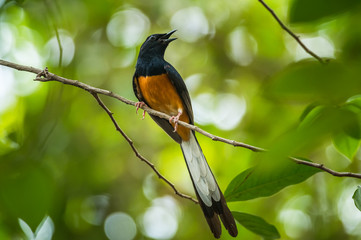 White-rumped Shama, Copsychus malabaricus