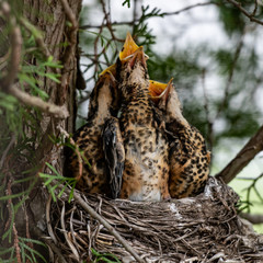 Three hungry chicks in the nest calling for food