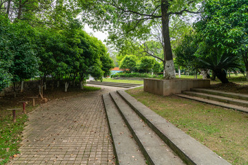 trees of parks on sunny days