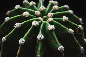 Un cactus con sus espinas en macro
