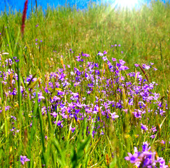 wiese mit glockenblumen naturbelassen