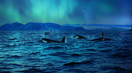 Orcas killerwhales in dark night sea under polar light on background in northen ocean water © willyam