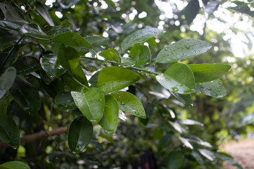 green leaves on the tree