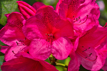2020-05-12 A CLUSTER OF BRIGHT RED RHODODENDRONS