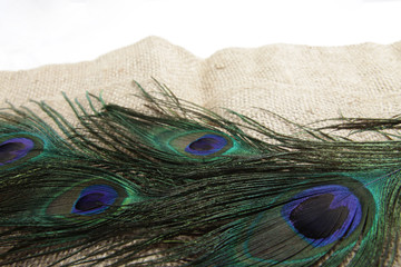 Fototapeta premium Picture of peacock's (male peafowl) feather that have an unique eyes shape pattern 