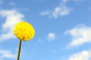Bouquet of blossoming dandelions against the blue sky