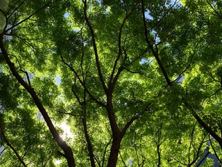 sunshine tree