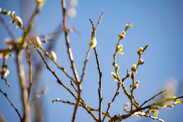 Willow twigs as a symbol of Easter.