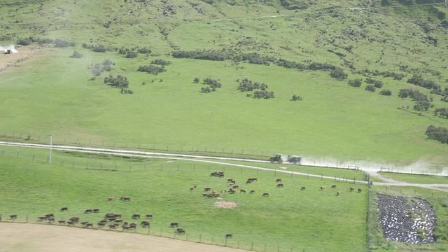 drone shot of the green farmland cattle and a big truck tracter.mov