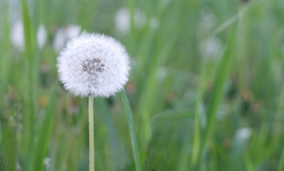 dandelion on a background of green grass