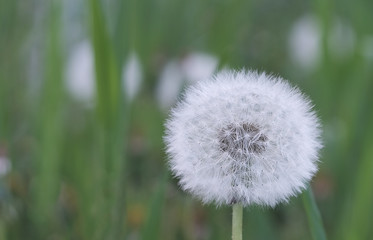 dandelion on a background of green grass