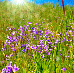 glockenblumen im sonnenschein