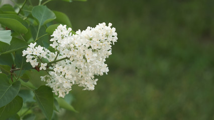 blooming white lilac brushes, spring