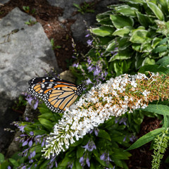 Monarch on butterfly bush