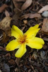 yellow flower on brown dried leaves