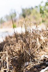 dried grass on the beach
