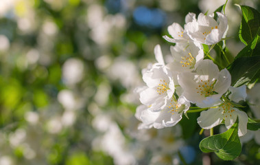 Branch of a blossoming apple tree