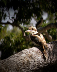 kookaburra perched on a branch