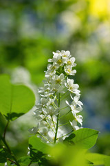 Branch of flowering bird cherry in white flowers © Grigoriy Lukyanov
