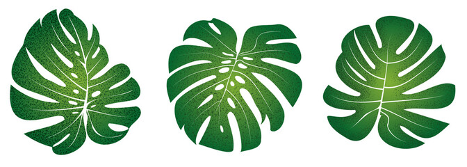 Monstera Swiss Cheese Leaf Set Illustration © Anthony