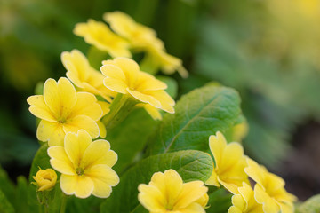Yellow primroses in spring. - obrazy, fototapety, plakaty