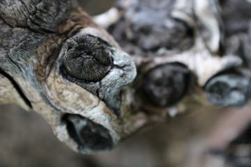 twisted tree branch close up