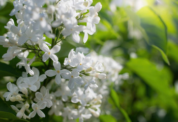 Branch of blossoming white lilac in the garden.