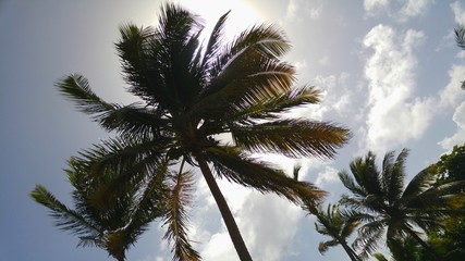 Naklejka na ściany i meble Low Angle View Of Palm Trees Growing Against Sky