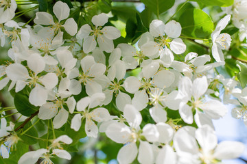 Branch of a blossoming apple tree
