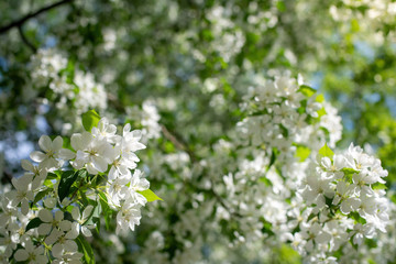 Branch of a blossoming apple tree