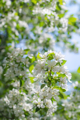 Branch of a blossoming apple tree