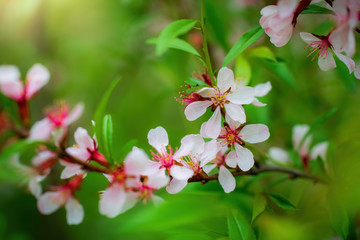 Flowering pink almond close up