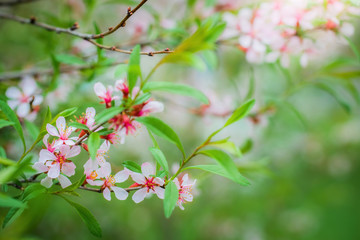 Flowering pink almond close up